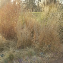 Ornamental grasses at RHS Garden Wisley in March 2015