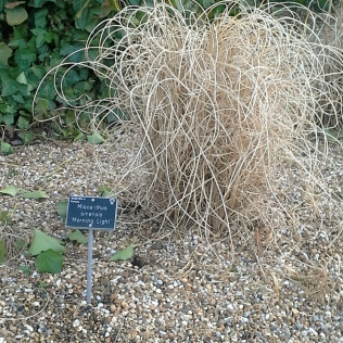 Ornamental grasses at RHS Garden Wisley in March 2015